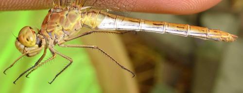 Réf. 354 079 : Sympetrum meridionale